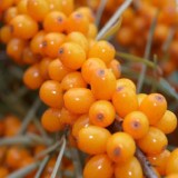 Янтарная ягода2_0x160 Любимый сад